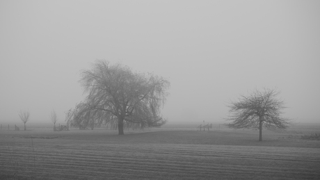 Silhouetten in de mist 