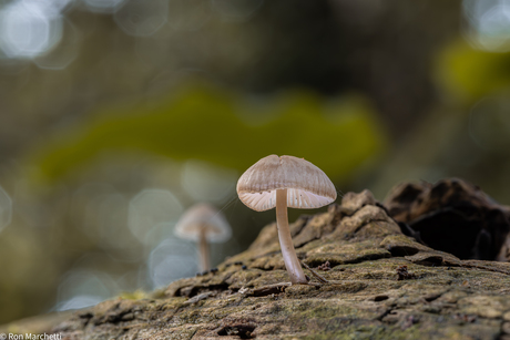 Paddenstoelen en nog eens paddenstoelen ,ze schieten uit de grond en zijn een dankbaar foto object.