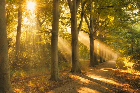 Ochtendlicht in het Bos