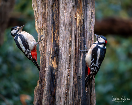 Mr. & Mrs. Woodpecker