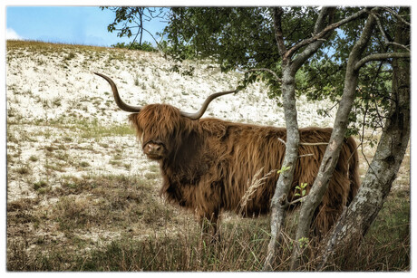 Schotse Hooglander