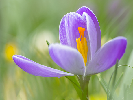 Krokus in de tuin.