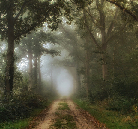 Mist in het bos. 