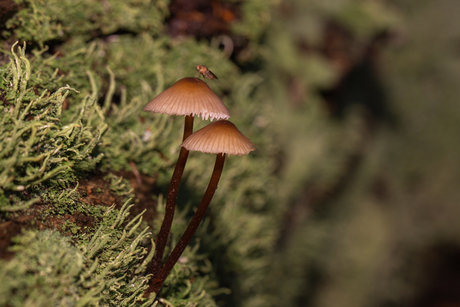 Paddenstoelen