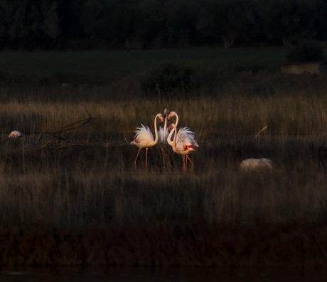 dreigende flamingos