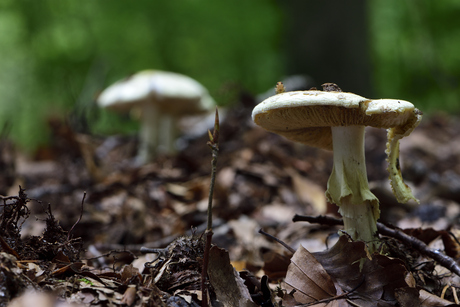Paddenstoelen en een vliegje