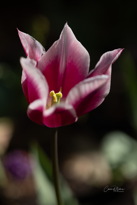 Tulp 