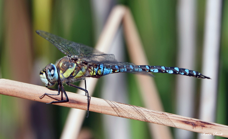 "Even uitrusten hoor..."