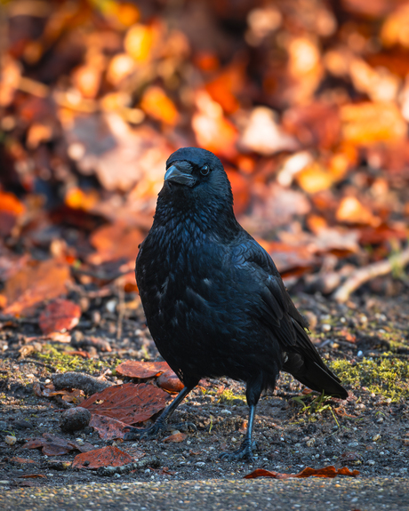 Zwarte wachter van de ochtend