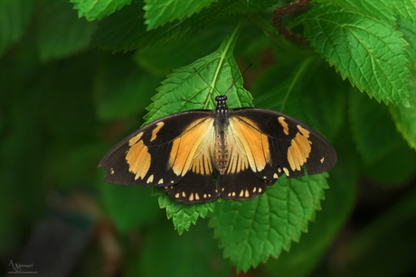 Papilio Dardanus