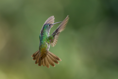 Andesamazilia in vlucht