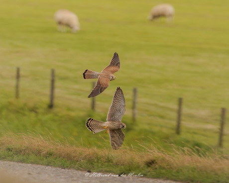 Twee torenvalkjes in de vlucht.