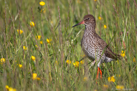 Tureluur in het hoge gras