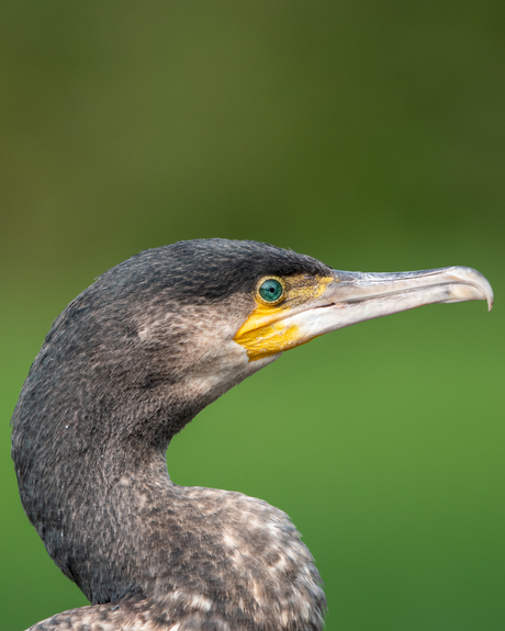 close up van aalscholver