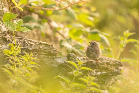 Juveniele Heggenmus