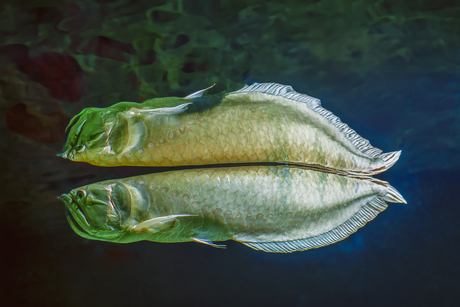 Zilveren Arowana