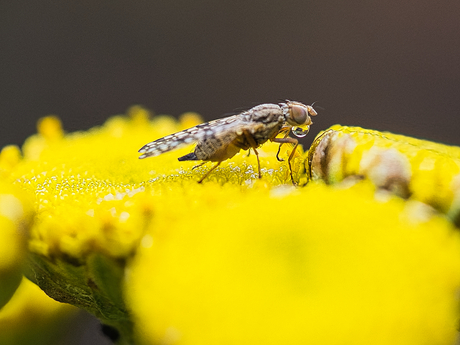 Tandzaadboorvlieg (1)