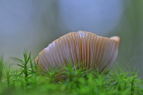 Geelwitte Russula