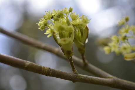 Asserbos, Assen, Nederland