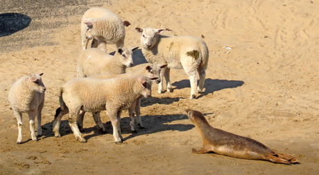 zeehond versus lammeren