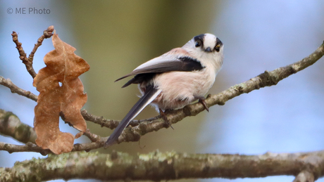 Staartmeesje