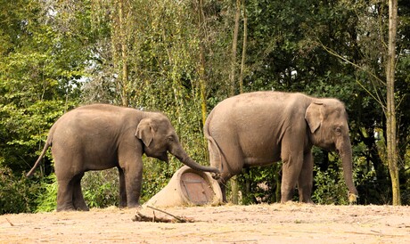 samen ontbijten