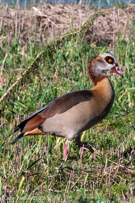 Wandeling rondom deventer