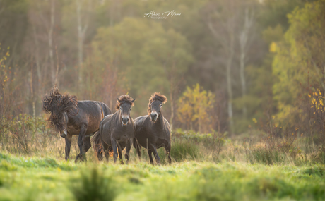 Exmoorpony's