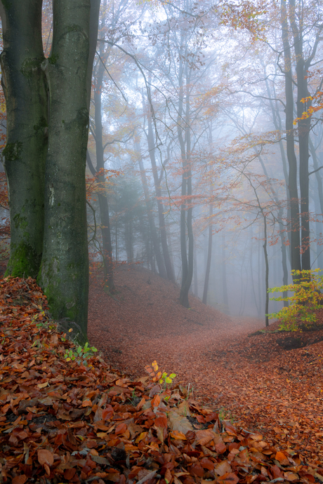 Herfstpad door het bos