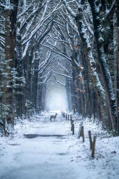 Ree in winterlandschap