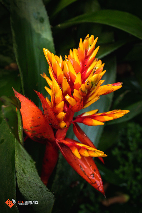 Kokerplant (Bromelia)