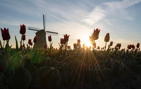 Hollandse zonsopkomst 