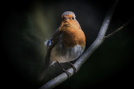 roodborst