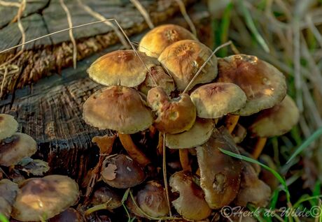 Paddenstoelen