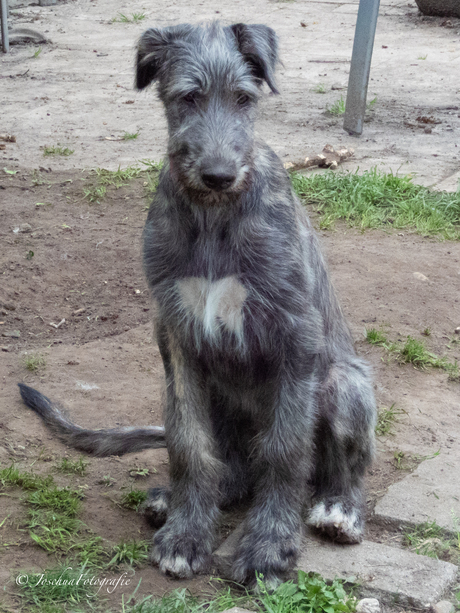 Irish Wolfhound