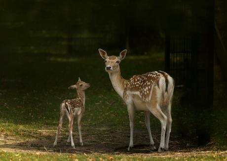bambi