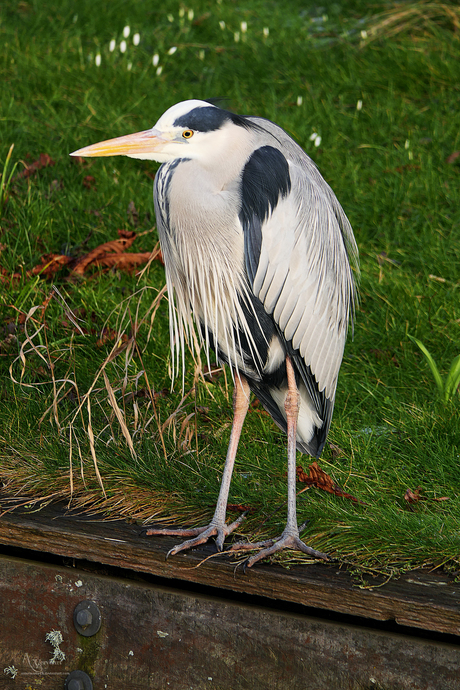 reiger