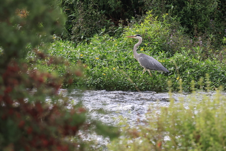 reiger in pose