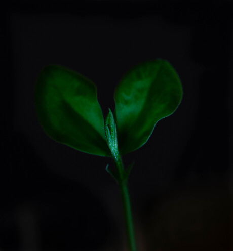 Plant geeft licht in het donker