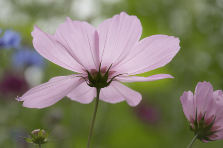 Cosmea - zomerse kleuren in augustus