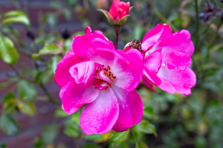 1e dag van fotografie (09-10-2025)