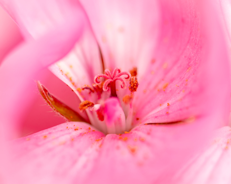 macro