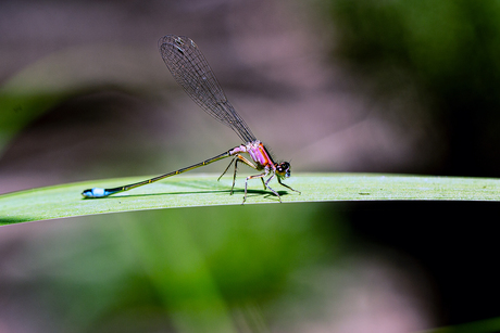 libelle