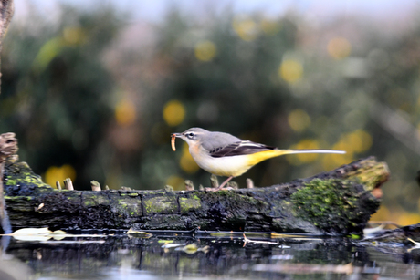 Grote gele kwikstaart