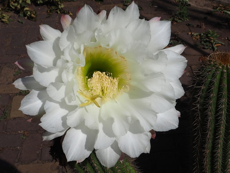 Grote cactusbloem