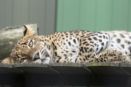 Sri Lanka panter