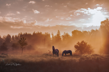 Paarden bij zonsopkomst 