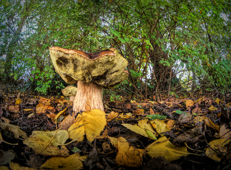 Eekhoorntjes brood..