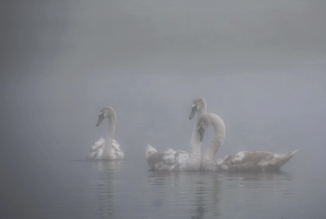 Zwanen in de mist