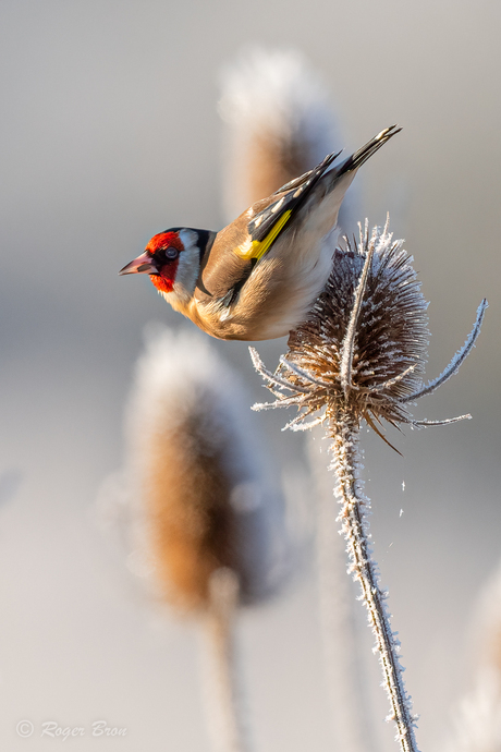 Vogels in de winter (Putter)